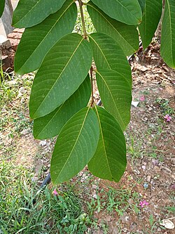 Banaba (Lagerstroemia speciosa) leaves