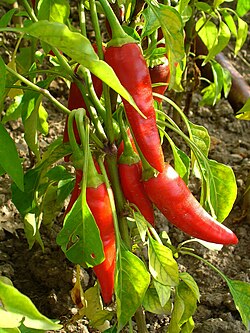 Cayenne peppers on the plant