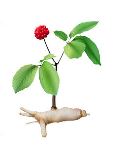 Korean ginseng plant and root