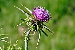Milk thistle flower